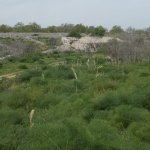 Aree infestate nel Parco Nazionale Alta Murgia 2014 (foto  foto di  F. Casella)